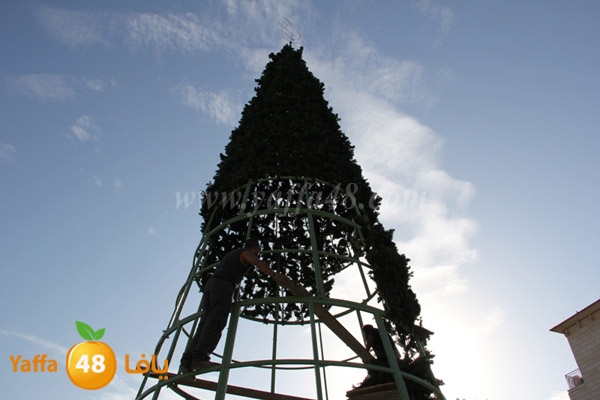 tree 3ed milad 1202 (2).JPG